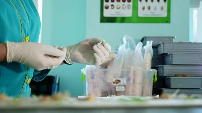 靠近实验室工作人员戴着手套的手，在实验室中研究，检查发芽，生根的玉米种子。科学实验室研究，生物技术，
