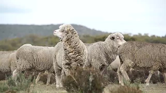 在澳大利亚农场放牧的绵羊，慢动作，手持