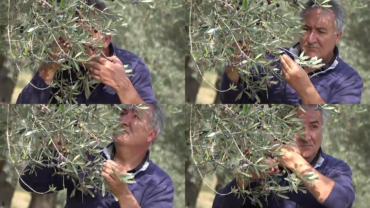 农民检查有机橄榄收获和检查果园质量