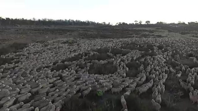 在澳大利亚农场上放牧的绵羊的无人机镜头