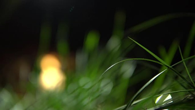 绿草特写-在黑暗模糊的背景上。运动草
