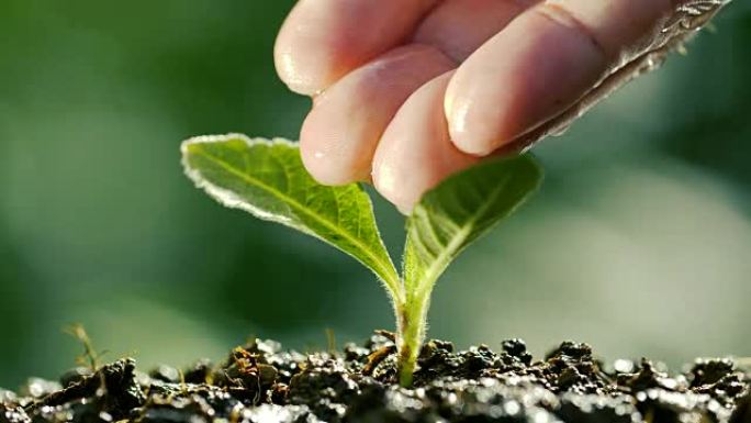 用天然植物浇水