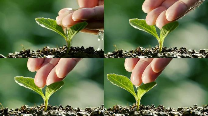 用天然植物浇水