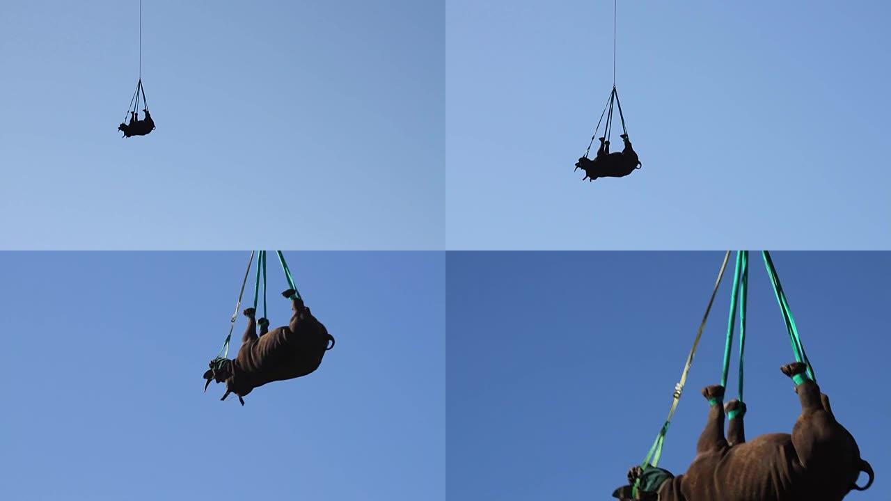 直升机空运的犀牛。