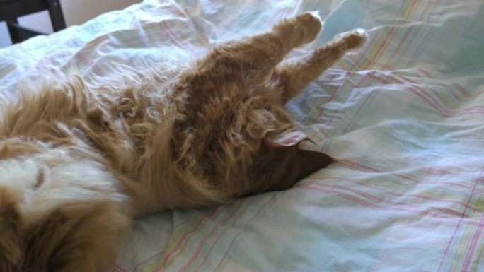 长发姜猫在床上伸展