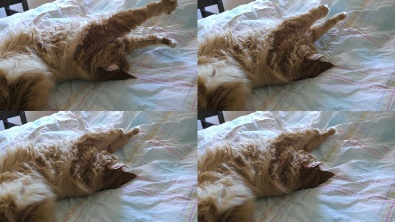 长发姜猫在床上伸展