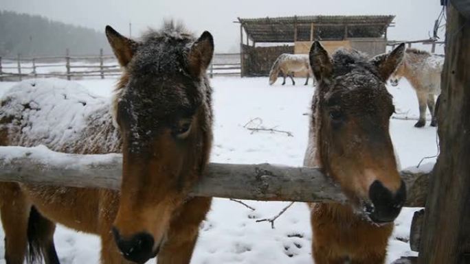 两匹马特写。下着大雪。马被压在一起。
