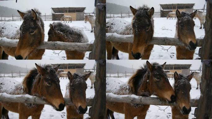 两匹马特写。下着大雪。马被压在一起。
