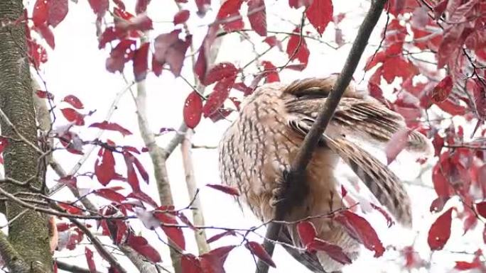 长耳猫头鹰 (Asio otus) 在秋天的日子里高高地坐在树上清洁羽毛。