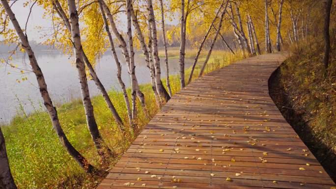 秋天光影中的金色桦树林廊道