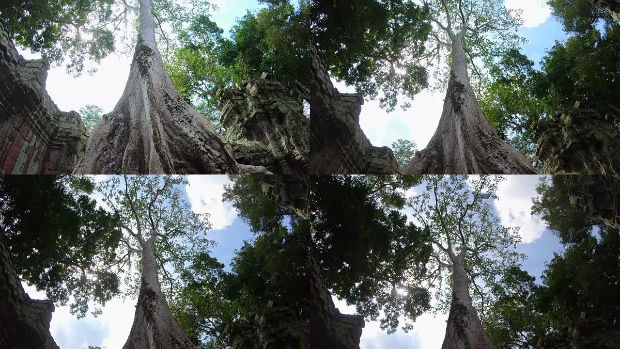 柬埔寨暹粒吴哥通综合大楼Prasat Ta Prohm的大树