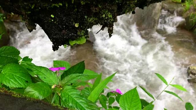 泰国雨林森林水流过岩石的花朵背景