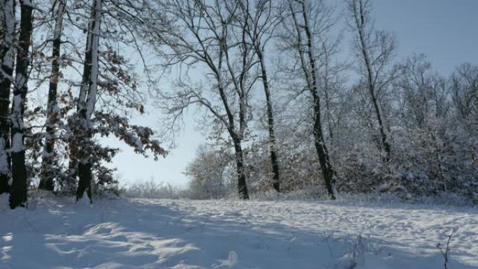 雪下穿过森林的路径4K 2160p 30fps超高清镜头-清晨太阳穿过树枝3840x2160 UHD