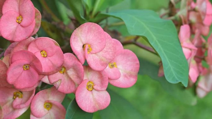 荆棘花冠