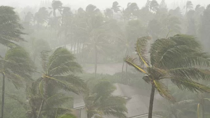 强风暴雨吹袭热带风暴中的棕榈树