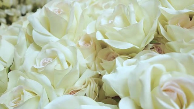 花的背景，白玫瑰