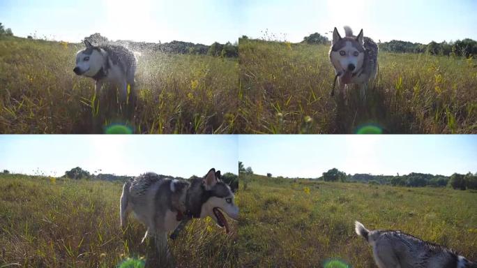 在阳光明媚的日子里，潮湿的西伯利亚哈士奇狗在野外甩掉皮毛上的水滴。年轻的家畜在大自然中休息和娱乐。背