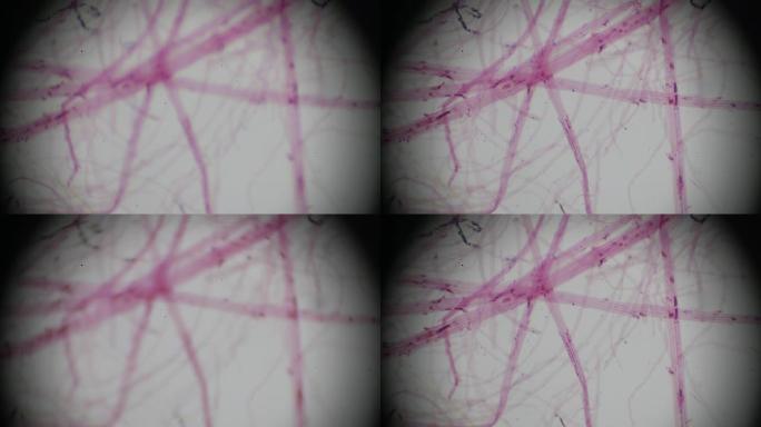 蒲公英绒毛w.M.光学显微镜下的视图