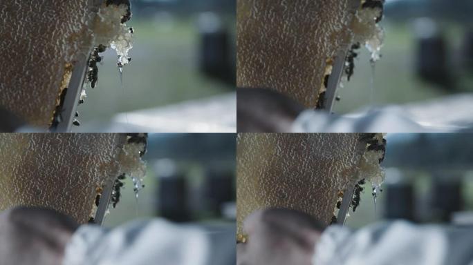 蜂巢中滴落的蜂蜜