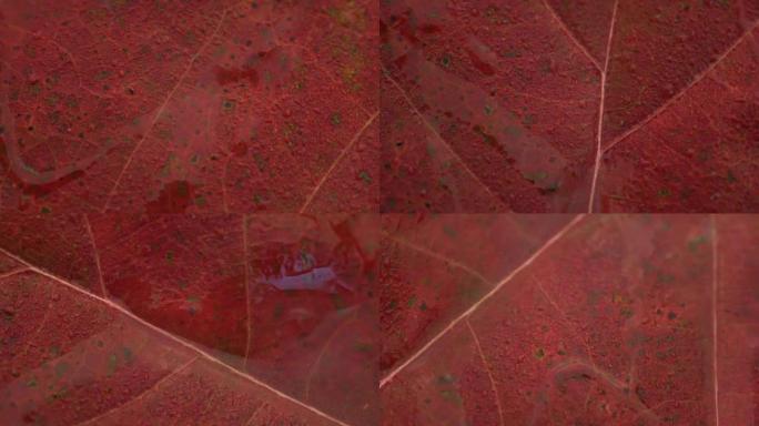 秋天红叶背景宏观视图，旋转360度。