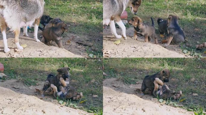 无家可归的小狗狗在母亲的监督下打架，咬人