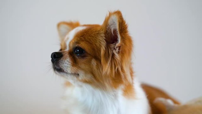 可爱的吉娃娃狗孤立在白色背景