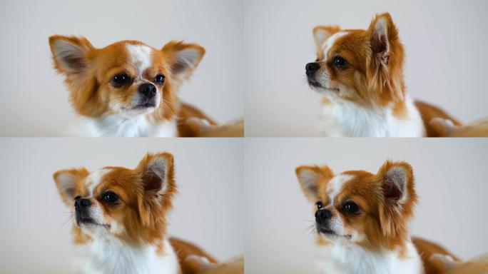 可爱的吉娃娃狗孤立在白色背景