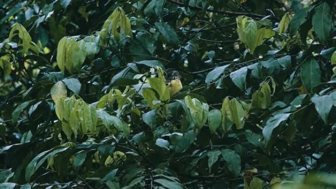 小型彩色黄鸟坐在雨林丛林树冠上的树枝上