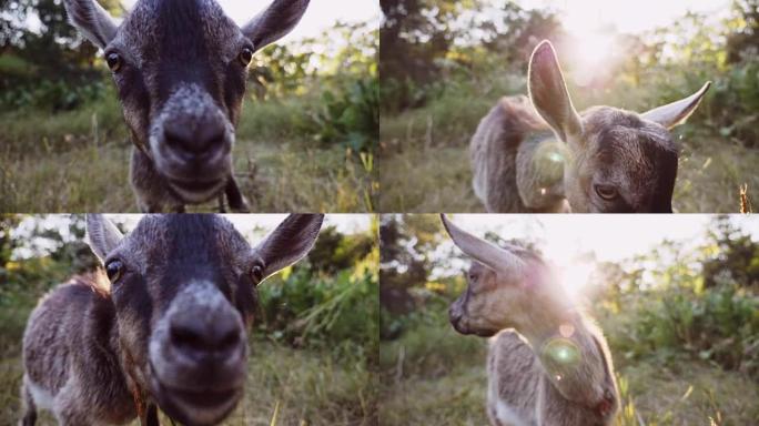 一只友好的山羊在乡村场景中看着相机