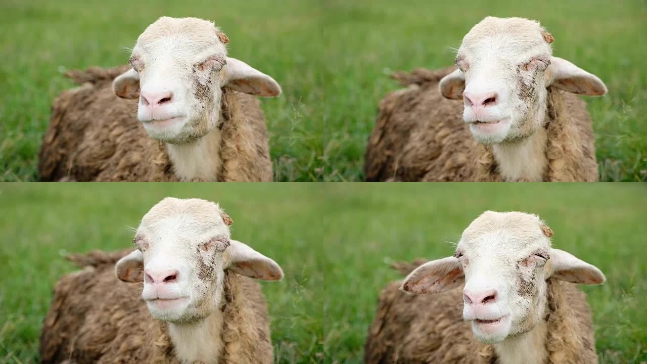 一只绵羊在乡村农场的绿草地上坐着吃饭