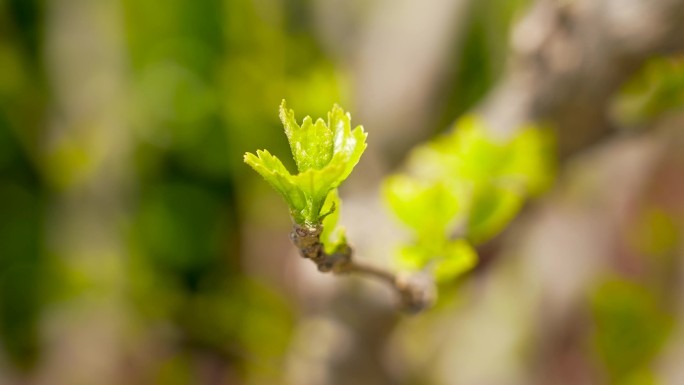 4K树叶绿植绿化带绿叶植物嫩芽发芽