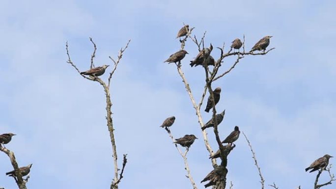 鸟群坐在干燥的树枝上