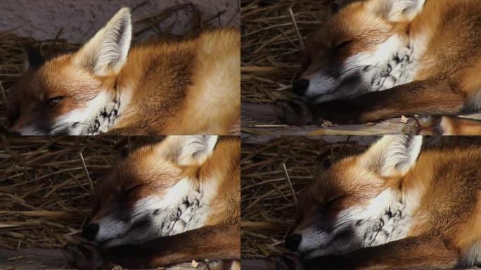 狐狸头有强烈的红色眼睛，人造颜色