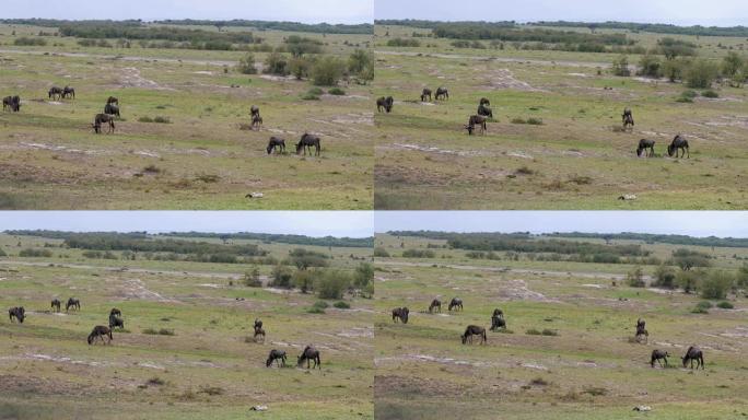 在非洲大草原的一片绿地上放牧的牛羚群