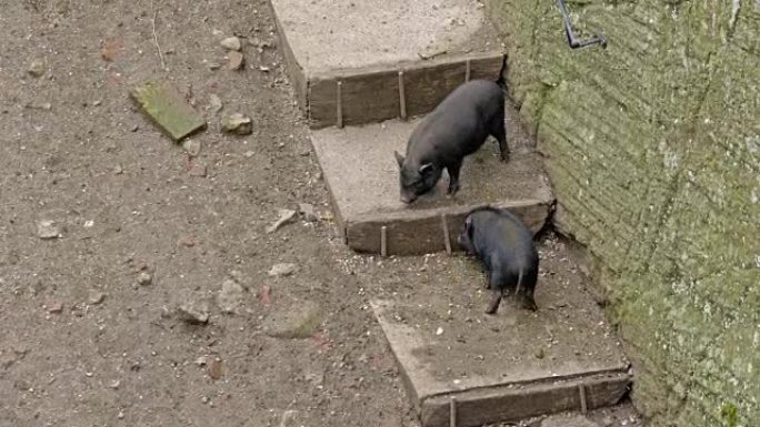 粉红色和黑猪在泥泞中奔跑，奥地利