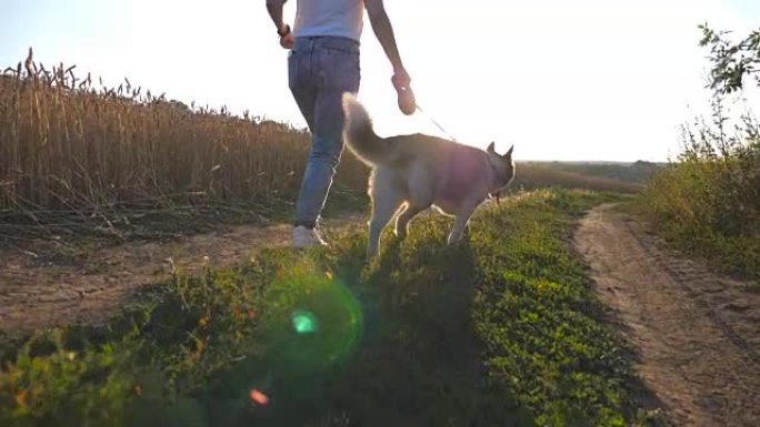 日落时，女主人的脚和她的西伯利亚哈士奇狗沿着草地附近的小路慢跑。快乐女孩带着可爱的宠物沿着金色麦田附