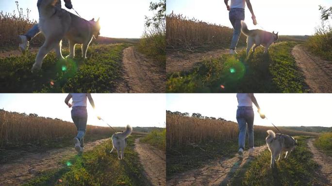 日落时，女主人的脚和她的西伯利亚哈士奇狗沿着草地附近的小路慢跑。快乐女孩带着可爱的宠物沿着金色麦田附
