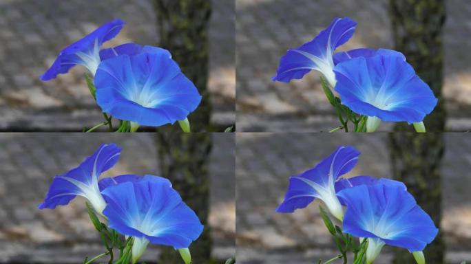 花园中盛开的蓝色花朵，特写视频4k镜头剪辑