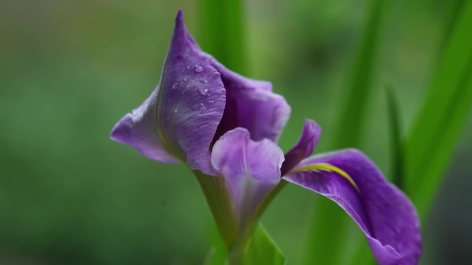 花菖蒲 鸢尾 紫红色 玉蝉花 延时摄影