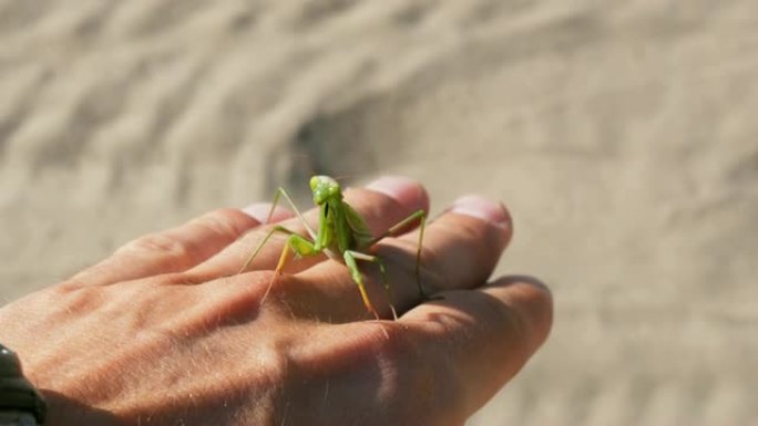 昆虫螳螂坐在一个人的手上