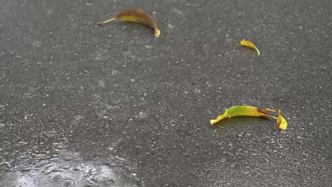 落雨在绿叶的地面上。