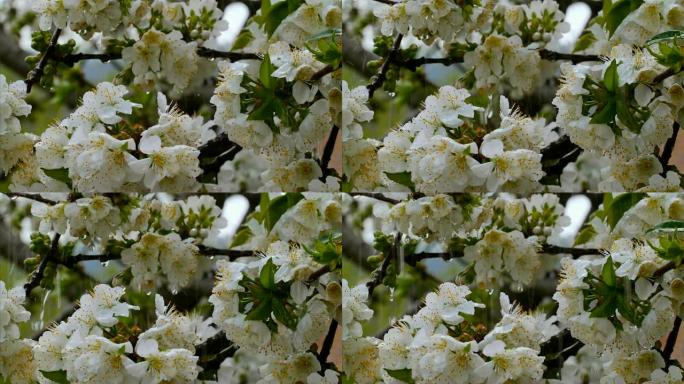 慢动作雨滴落在白色樱花的树枝上，4k