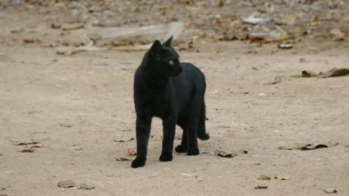 黑猫在街上走来走去，黑猫自由走动，特写黑猫，