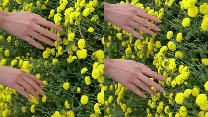 女人用手触摸花