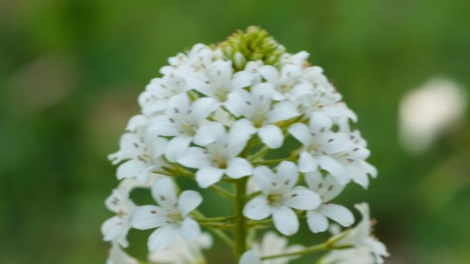 泽珍珠菜花朵卉花蕊花瓣花粉