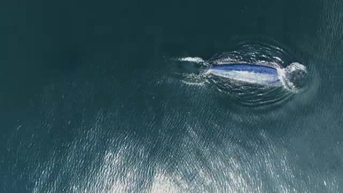 布莱德的鲸鱼在泰国湾游泳。高角度视角下的无人机拍摄。