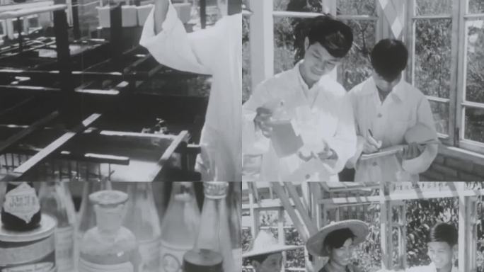 60年代 小球藻研究实验