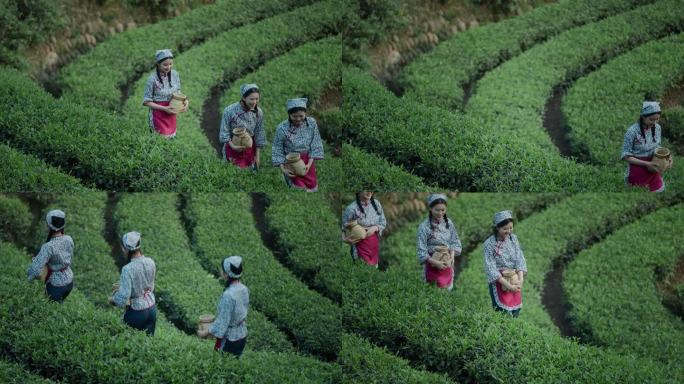 采茶美女 采茶归来 茶园茶山 茶叶种植