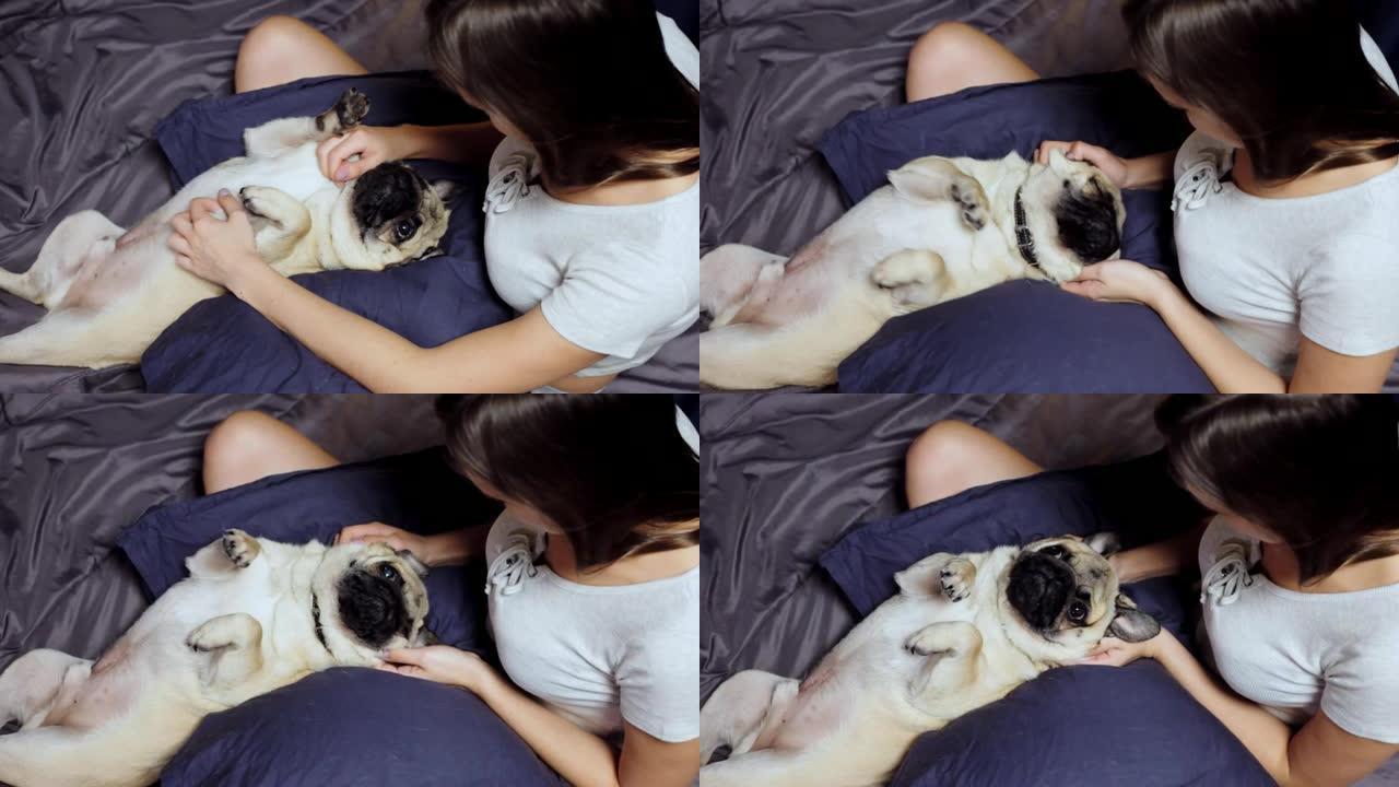哈巴狗躺在床上的枕头上，女孩对狗进行头部按摩，抚摸和抓痕