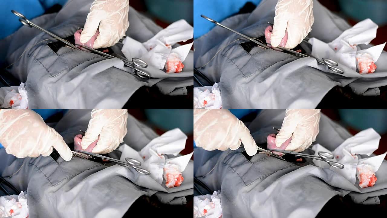 兽医做绝育手术。当地诊所手术台上的猫。兽医手术中的猫，